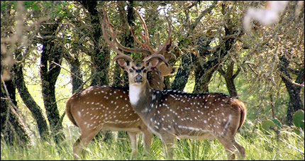 Deer Breeds