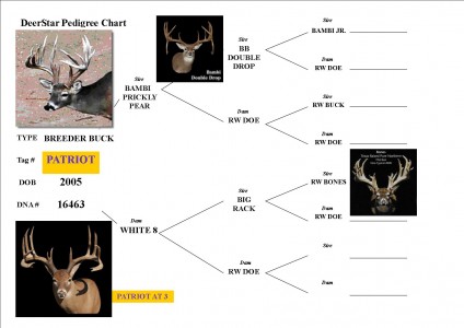 Patriot - Deer Star Breeders - The Texas Typical Genetic Deer ...